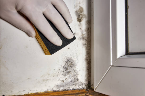 Mold Documentation for Insurance Claims in Buhler, KS